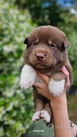 Cuccioli di Siberian Husky