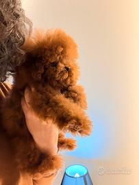 Barboncino Teacup maschio asiatico cinese 8 mesi