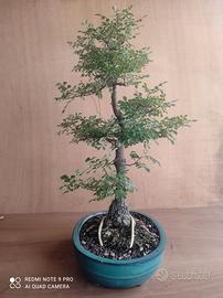 Bonsai di Fraxinus ornus (l'albero della manna)