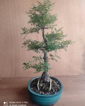 Bonsai di Fraxinus ornus (l'albero della manna)