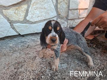 Cani da cinghiale  Griffon Bleu de Gascogne 