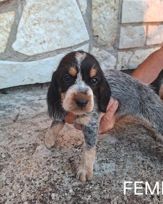 Cani da cinghiale  Griffon Bleu de Gascogne 