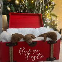 Barboncino Toy Fulvo Red Albicocca Mini Toy