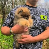 Spitz nano Volpino di Pomerania linea americana