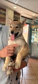 Lupo cecoslovacco cucciolo con pedigree ENCI