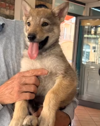 Lupo cecoslovacco cucciolo con pedigree ENCI