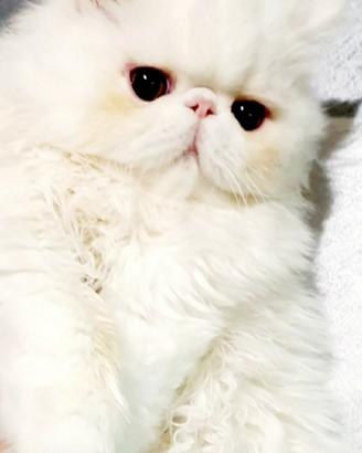Gatta bianca persiana ipertipica