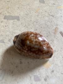 Conchiglie da collezione
