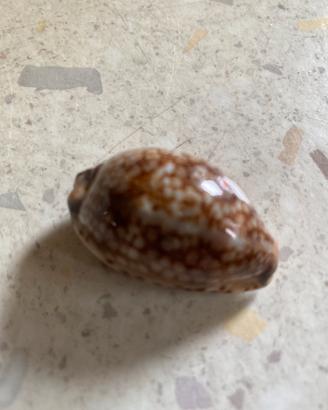 Conchiglie da collezione