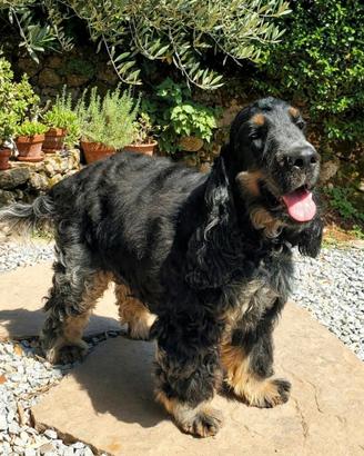 Cocker Spaniel tricolore maschio