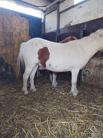 Pony femmina gravida