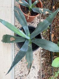 Agave