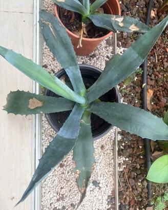 Agave