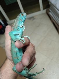Iguane blu