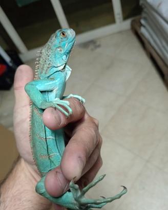 Iguane blu