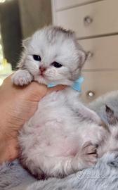 British Shorthair