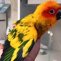 Pappagalli allevati a mano