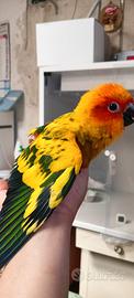 Pappagalli allevati a mano