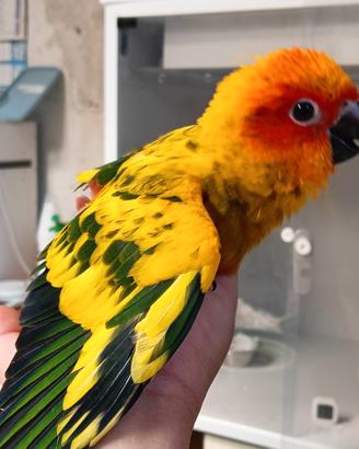Pappagalli allevati a mano