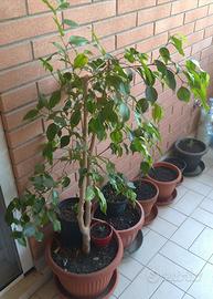 Pianta ficus benjamin.