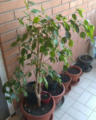 Pianta ficus benjamin.