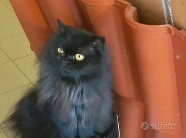 Gatto adulto d angora