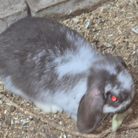 Coppia conigli ariete mini lops