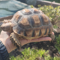 Tartarughe SULCATA