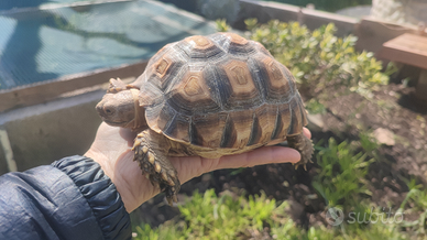 Tartarughe SULCATA