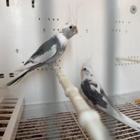 Coppia calopsite riproduttiva e 2 coppie di insepa