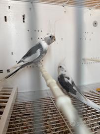 Coppia calopsite riproduttiva e 2 coppie di insepa