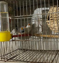 Vend bengalini di tutti colori 2025 15 l.una