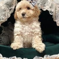 Maltipoo Toy