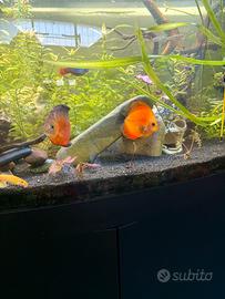 Discus giovani adulti