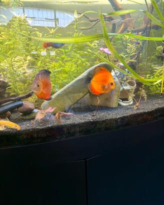 Discus giovani adulti