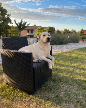 Labrador