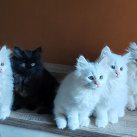 Gattini Siberiani ipoallergenici