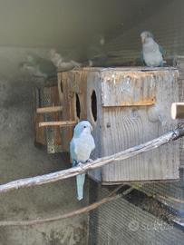 Monaci mutati