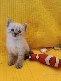 Gattino siamese 