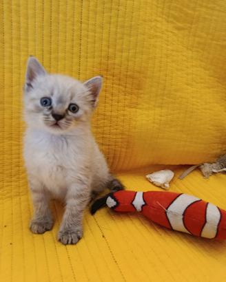 Gattino siamese 