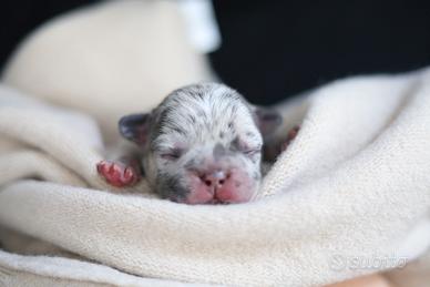 Bulldog esotici merle