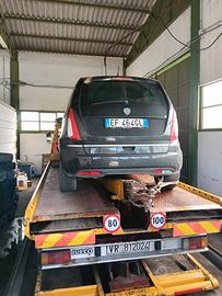 Lancia Musa incidentata 