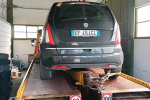 Lancia Musa incidentata 