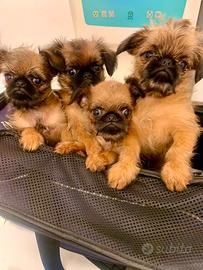 Cuccioli di Griffoncino di Bruxelles
