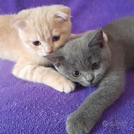 Cuccioli Scottish fold e Scottish straight 