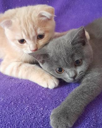 Cuccioli Scottish fold e Scottish straight 