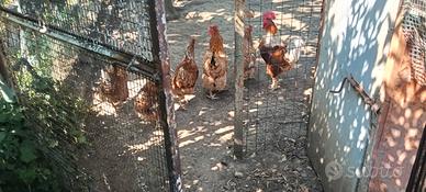 Galline ovaiole