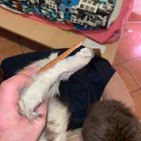 Volpe intera d’epoca – sciarpa primi ’900