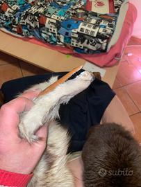 Volpe intera d’epoca – sciarpa primi ’900