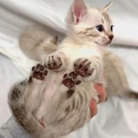Cuccioli Bengal Snow occhi Azzurri femmine maschi